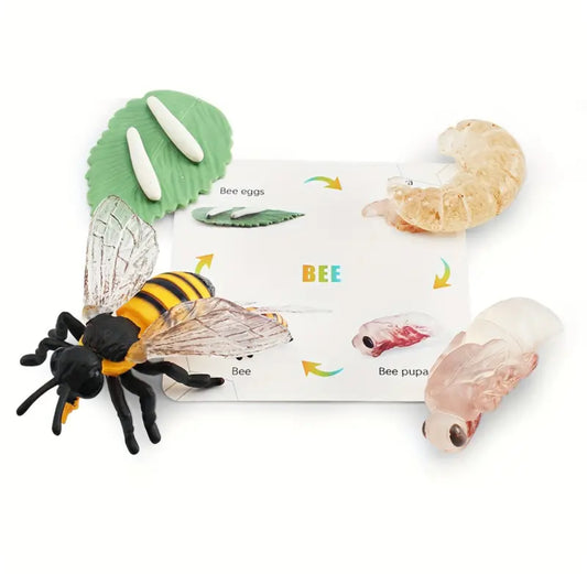 Bee Life Cycle Toy Figurines 4pcs with Learning Card