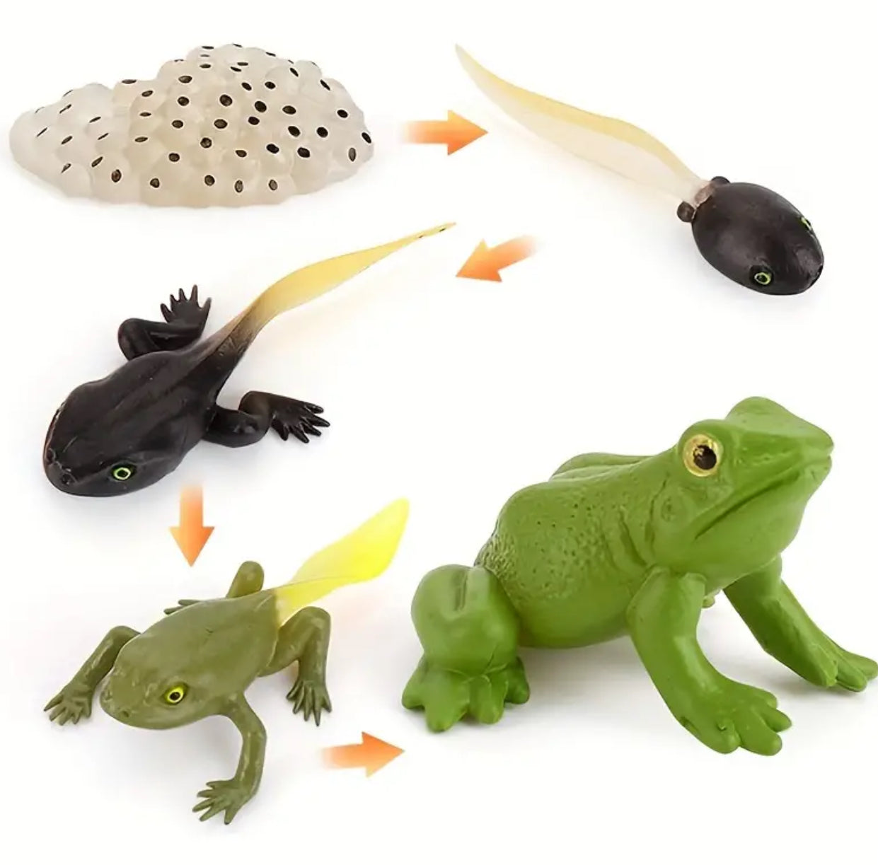 Frog Life Cycle Figurines 5pcs